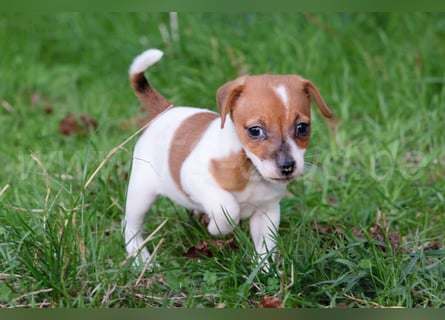 Jack Russell Terrier Welpen (Rüden) abzugeben!