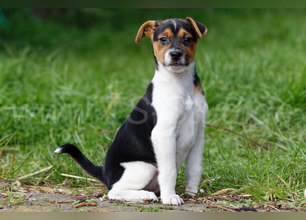 Jack Russell Terrier Welpen in Tricolor und Merl abzugeben!