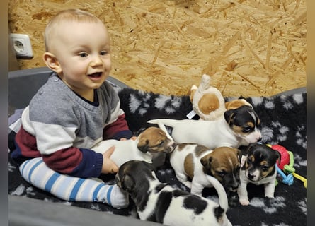 Jack Russell Terrier