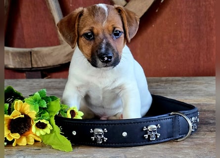 Jack Russell Terrier