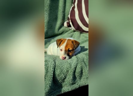 Jack Russell Terrier