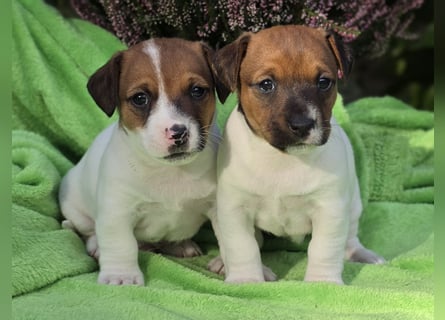 Jack Russell Terrier