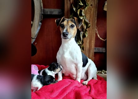 Jack Russell Terrier