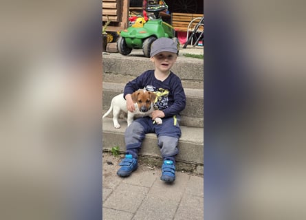 Jack Russell Terrier