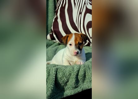 Jack Russell Terrier