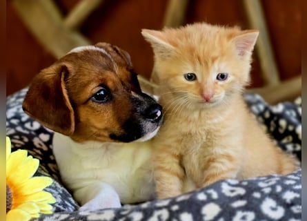 Jack Russell Terrier