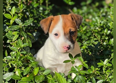 Jack Russell Terrier