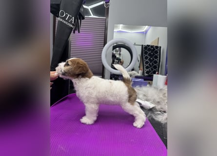 Samica Jack Russell Terrier (rzędowowłosa) z dokumentami FCI szuka odpowiedniego domu