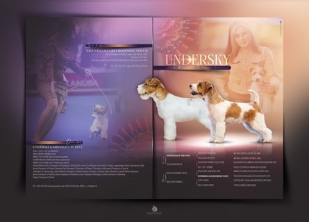 Samica Jack Russell Terrier (rzędowowłosa) z dokumentami FCI szuka odpowiedniego domu