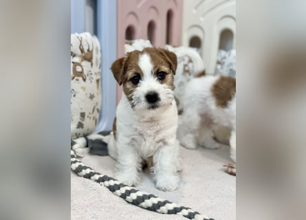 Samica Jack Russell Terrier (rzędowowłosa) z dokumentami FCI szuka odpowiedniego domu