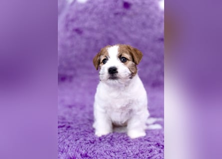 Samica Jack Russell Terrier (rzędowowłosa) z dokumentami FCI szuka odpowiedniego domu