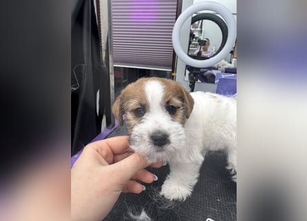 Samica Jack Russell Terrier (rzędowowłosa) z dokumentami FCI szuka odpowiedniego domu