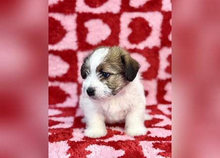 Samica Jack Russell Terrier (rzędowowłosa) z dokumentami FCI szuka odpowiedniego domu