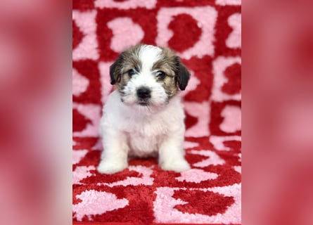 Samica Jack Russell Terrier (rzędowowłosa) z dokumentami FCI szuka odpowiedniego domu