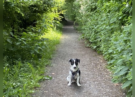 Intelligenter und verspielter Jack Russell Terrier – Deckrüde verfügbar