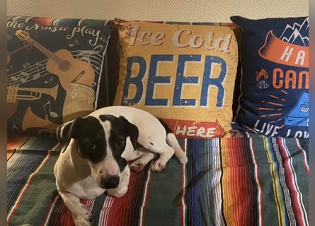 Intelligenter und verspielter Jack Russell Terrier – Deckrüde verfügbar