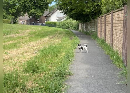 Intelligenter und verspielter Jack Russell Terrier – Deckrüde verfügbar