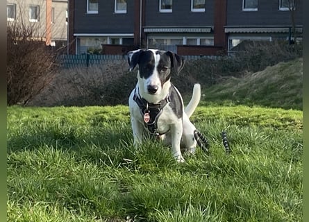 Intelligenter und verspielter Jack Russell Terrier – Deckrüde verfügbar
