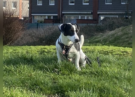 Intelligenter und verspielter Jack Russell Terrier – Deckrüde verfügbar