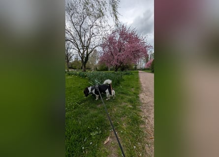 Jack-Russel Fritzi sucht ein neues Zuhause