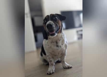 Jack-Russel Fritzi sucht ein neues Zuhause