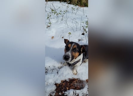 Jack-Russel Fritzi sucht ein neues Zuhause