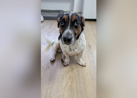 Jack-Russel Fritzi sucht ein neues Zuhause