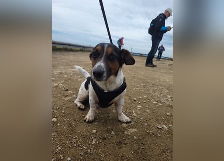 Jack-Russel Fritzi sucht ein neues Zuhause