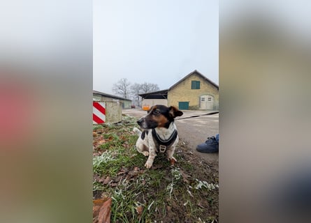 Jack-Russel Fritzi sucht ein neues Zuhause