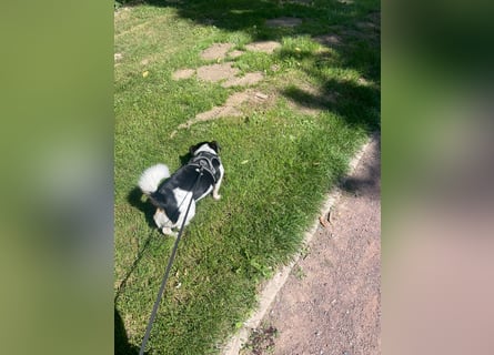 Jack-Russel Fritzi sucht ein neues Zuhause