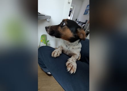 Jack-Russel Fritzi sucht ein neues Zuhause
