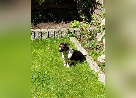 Jack-Russel Fritzi sucht ein neues Zuhause