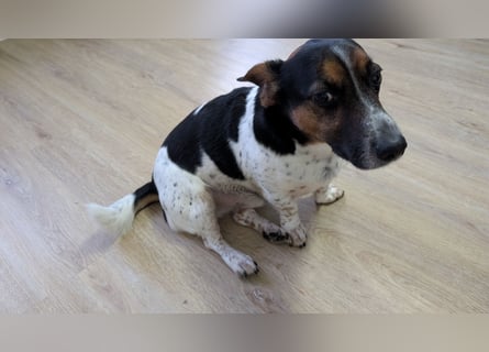 Jack-Russel Fritzi sucht ein neues Zuhause