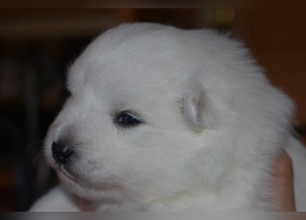 Japan Spitz Welpe