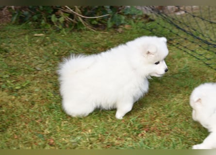 Japan Spitz Welpe