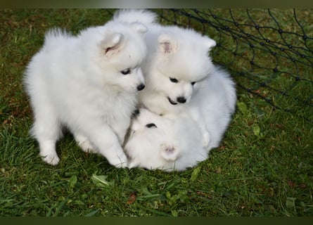 Japan Spitz Welpe