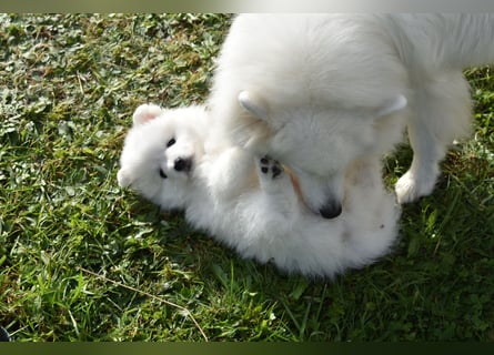 Japan Spitz Welpe