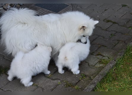 Japan Spitz Welpe