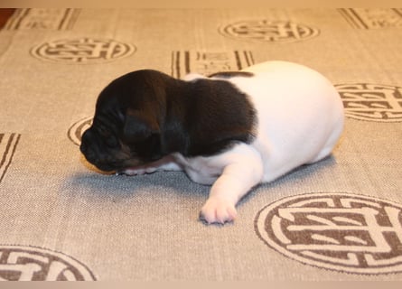 Japanischer Terrier WURFANKÜNDIGUNG