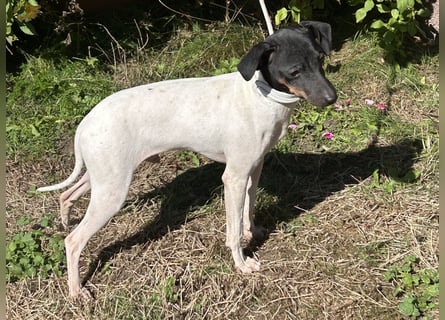 Japanischer Terrier (Junghund), Rüde