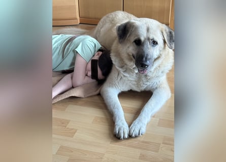 Familienhund sucht neues Zuhause