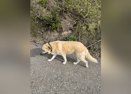 Familienhund sucht neues Zuhause