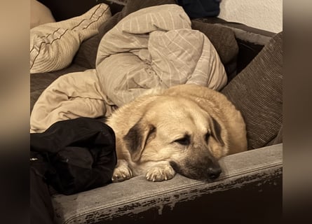 Familienhund sucht neues Zuhause