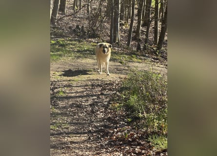 Familienhund sucht neues Zuhause