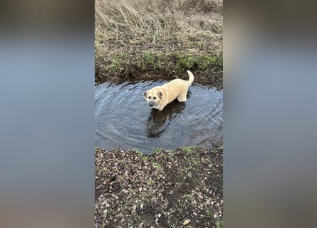 Familienhund sucht neues Zuhause