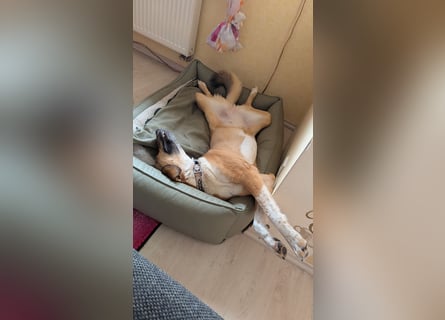 Kangal Mischlingshündin, jung, lieb und verspielt