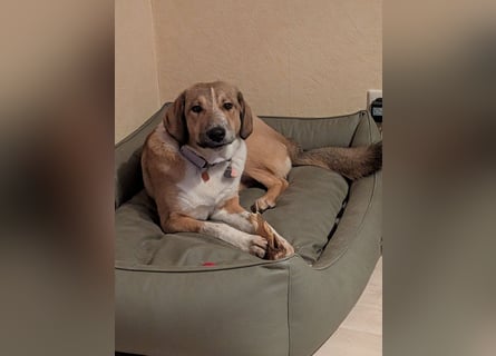 Kangal Mischlingshündin, jung, lieb und verspielt