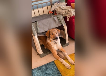 Kangal Mischlingshündin, jung, lieb und verspielt