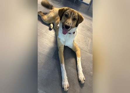 Kangal Mischlingshündin, jung, lieb und verspielt