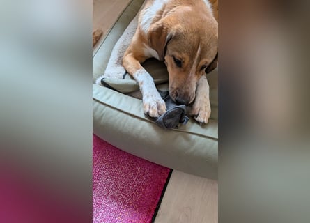 Kangal Mischlingshündin, jung, lieb und verspielt